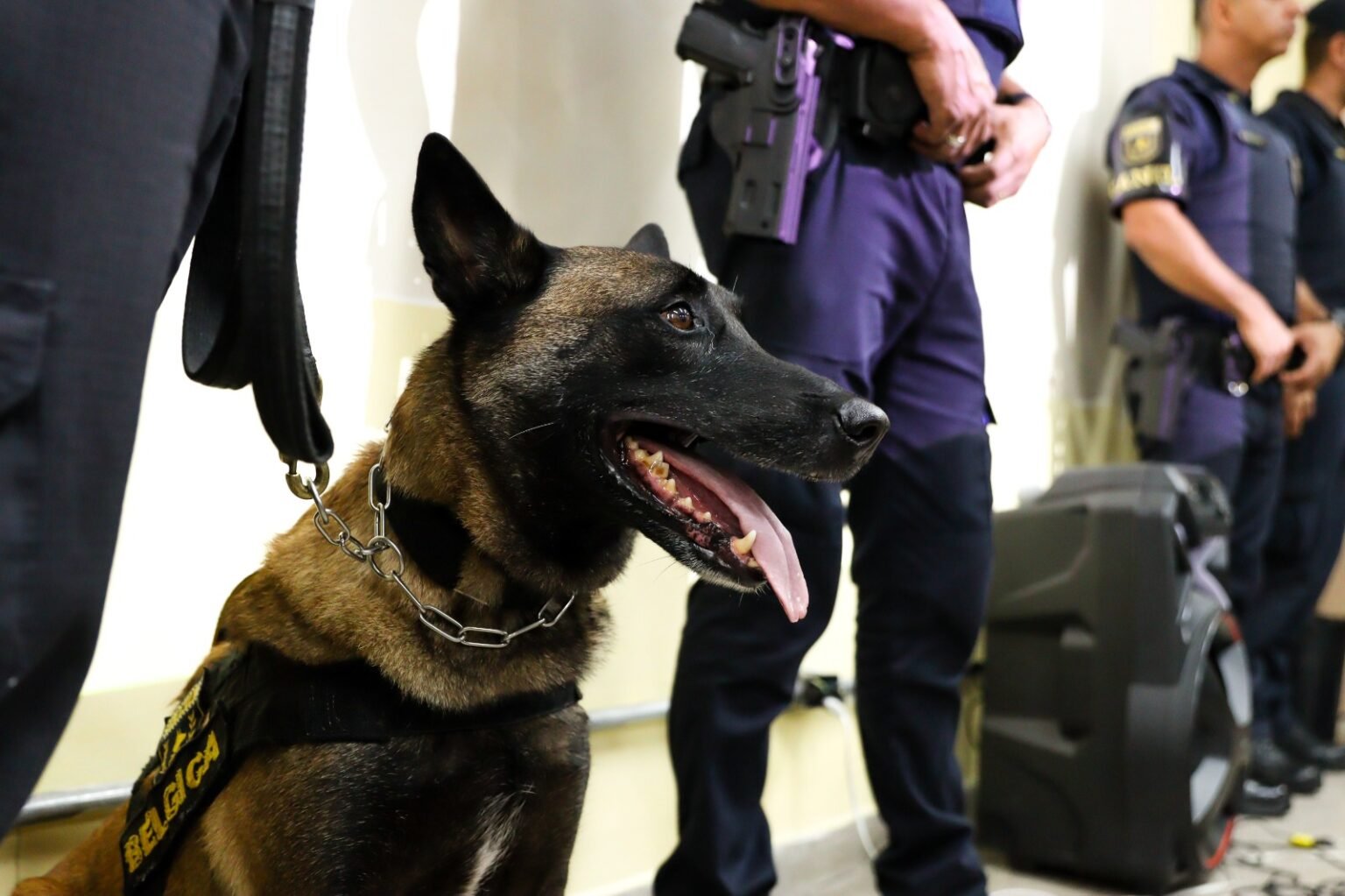 GCM de Ferraz leva projeto educativo do canil para escola e ensina disciplina e cidadania