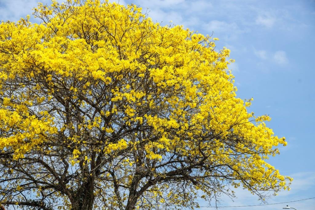 Florada dos ipês confere charme à Estância Turística de Guararema