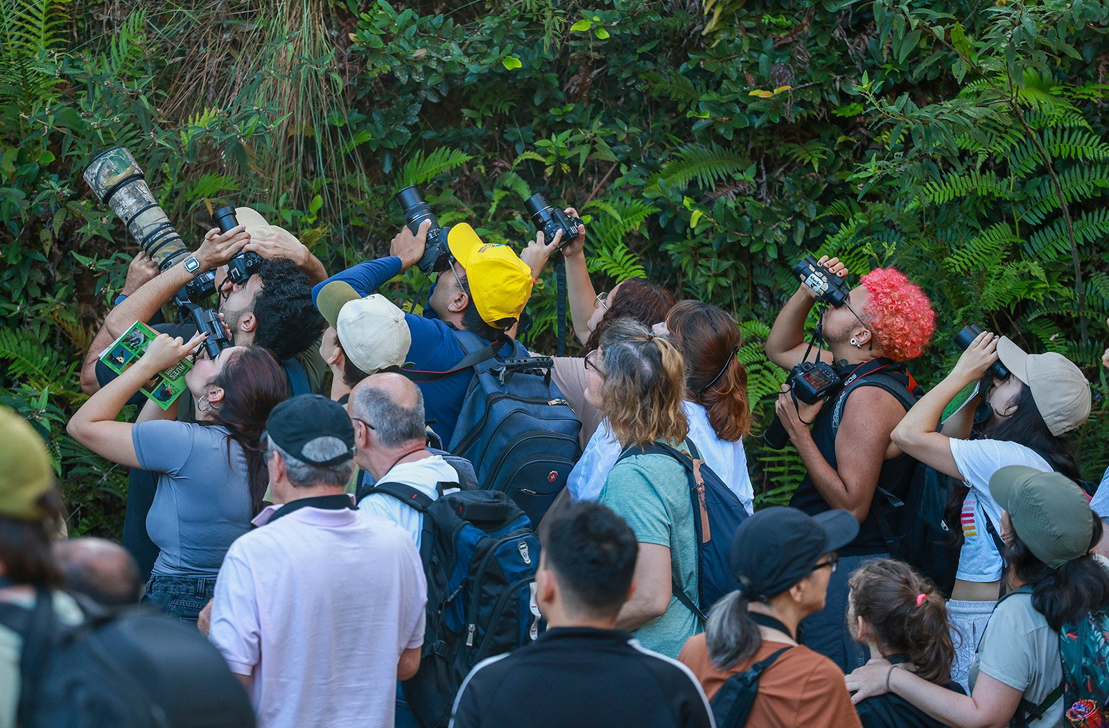 Com mais parques e áreas verdes, São Paulo vira cenário para descoberta de aves raras até no Centro